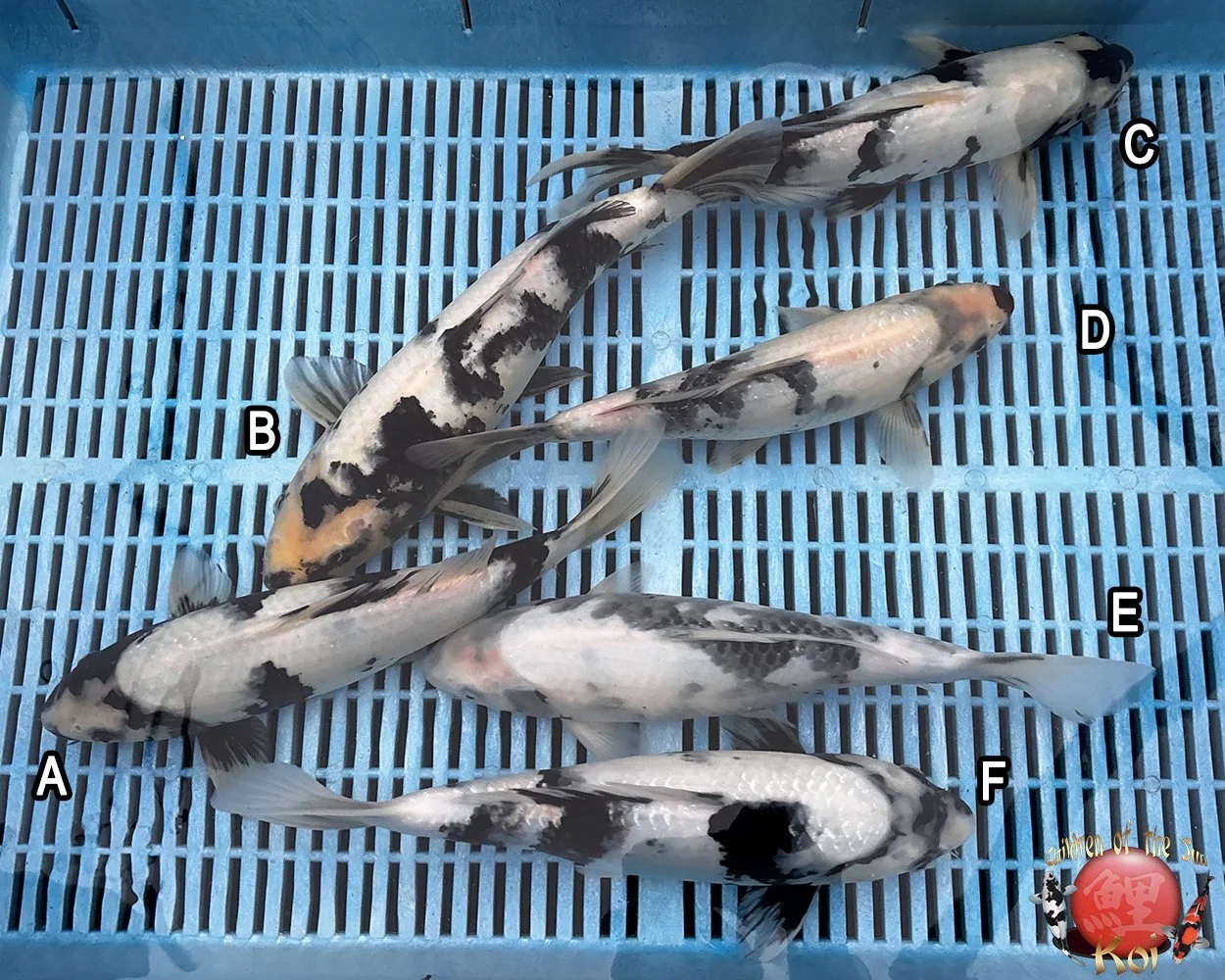 Omosako Shiro Utsuri.jpg