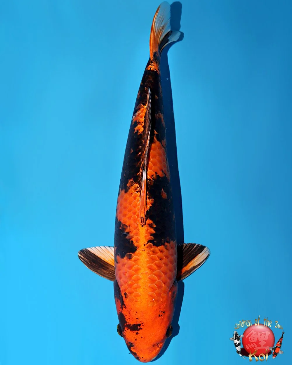 Omosako Nisai Kin Ki Utsuri