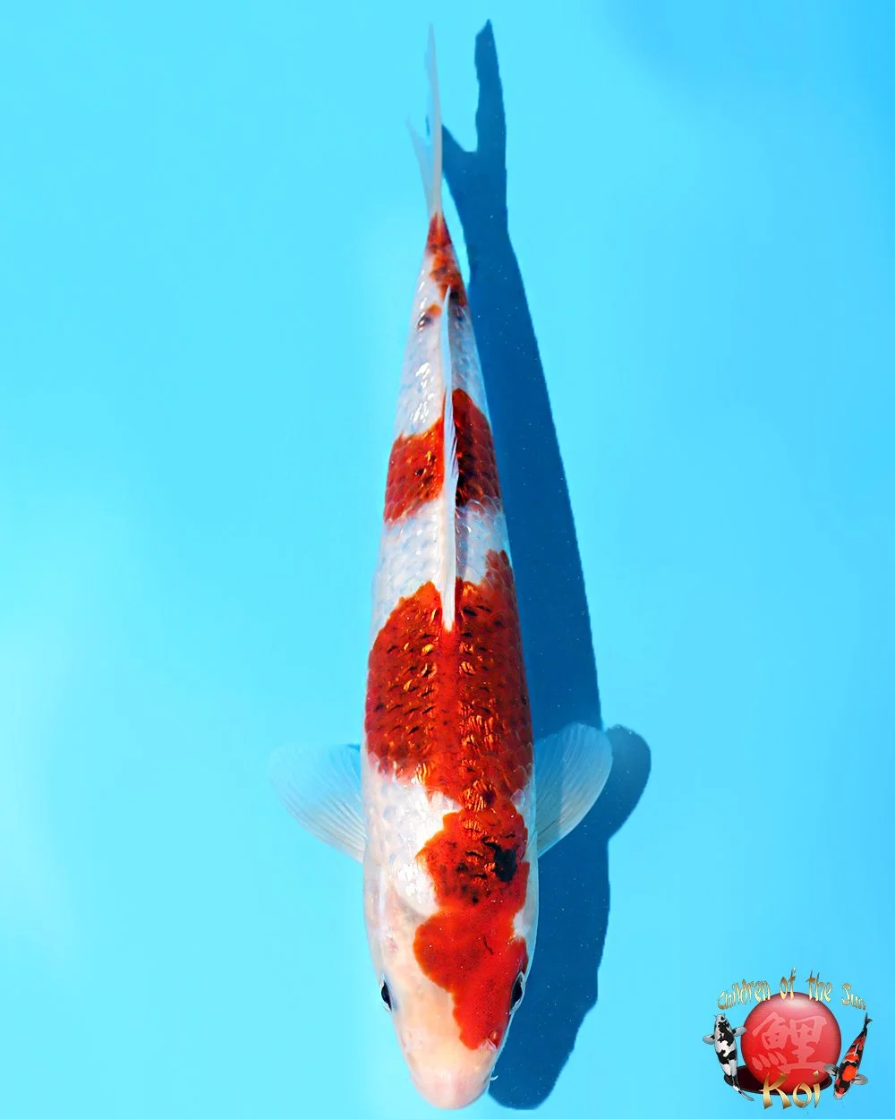 Marushin Tosai Ginrin Koromo