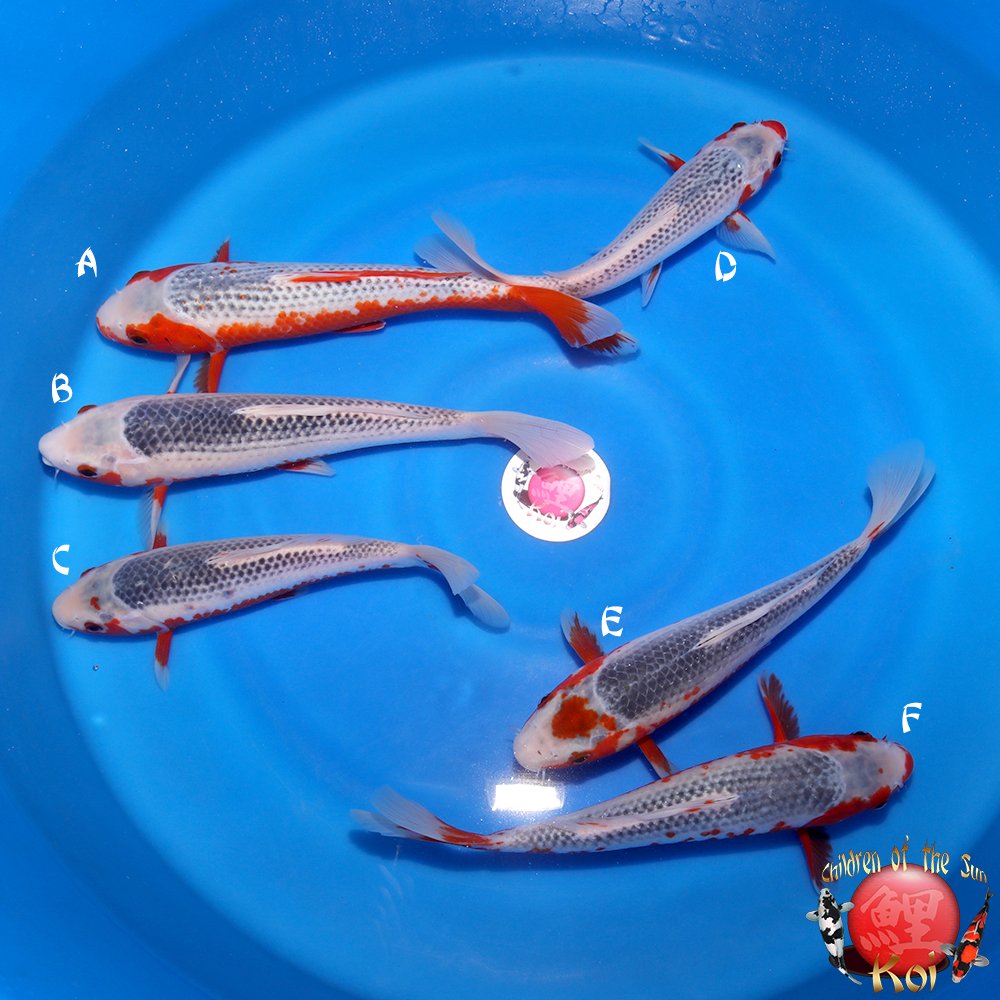 Otsuka Ake Nisai Asagi 126B.jpg