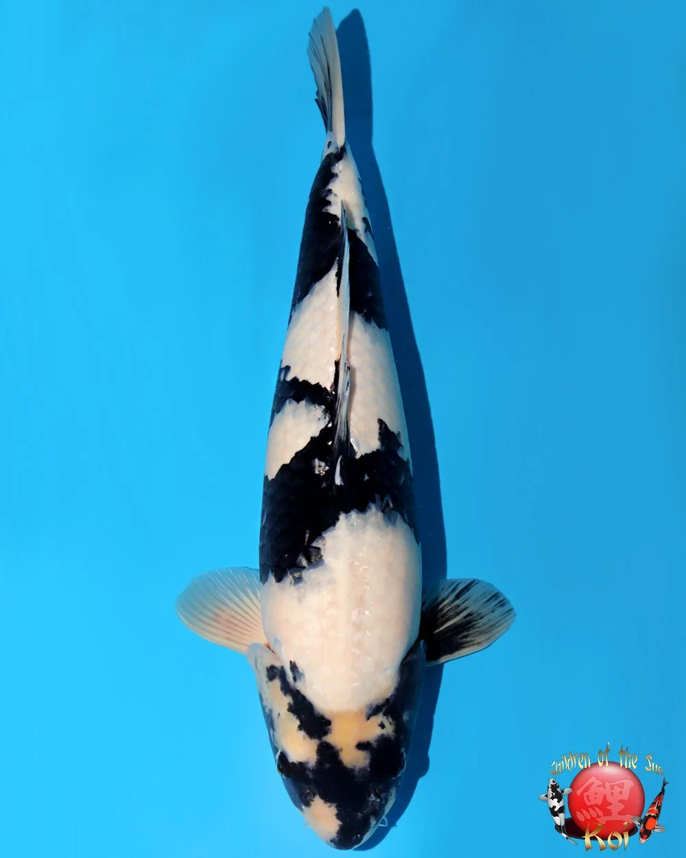 Omosako Nisai Shiro Utsuri