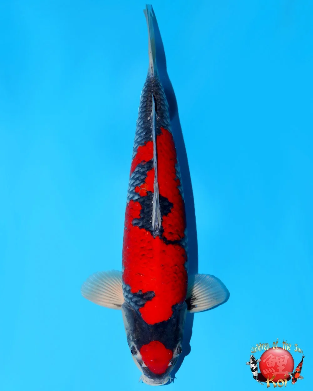 Kanno Sansai Goshiki