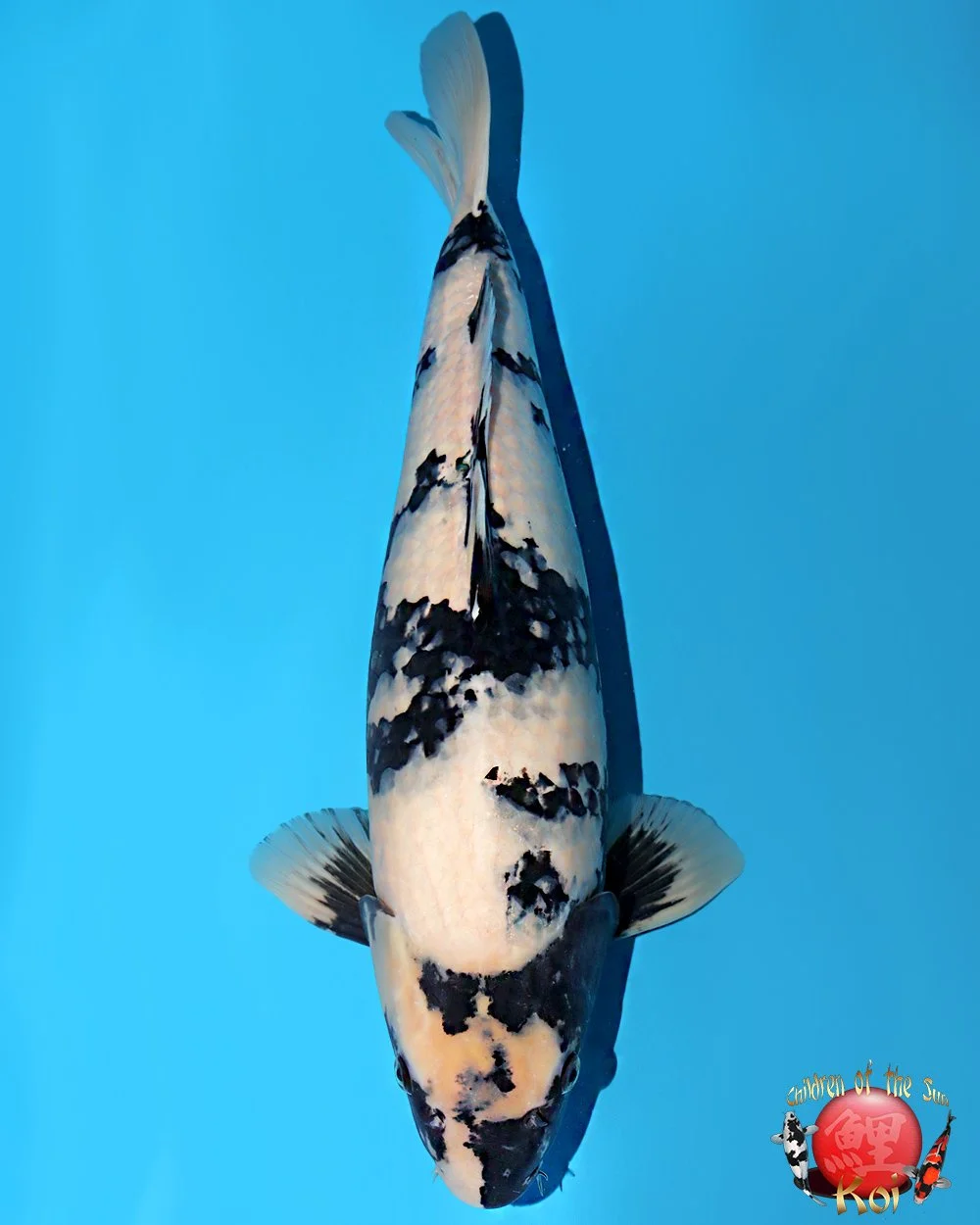 Omosako Nisai Shiro Utsuri