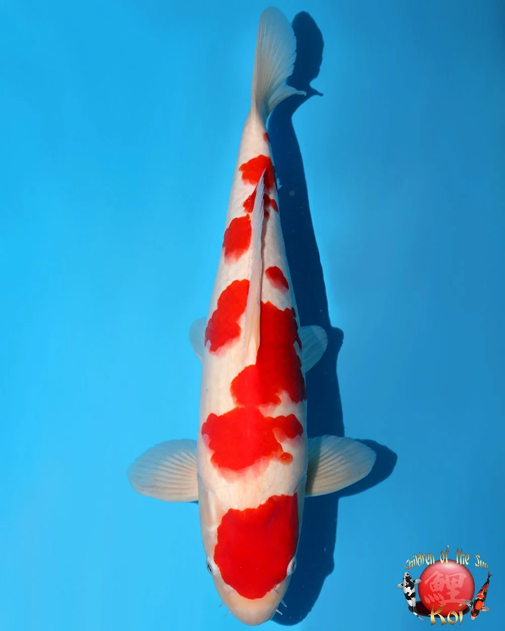 Nagoshi Nisai Kohaku