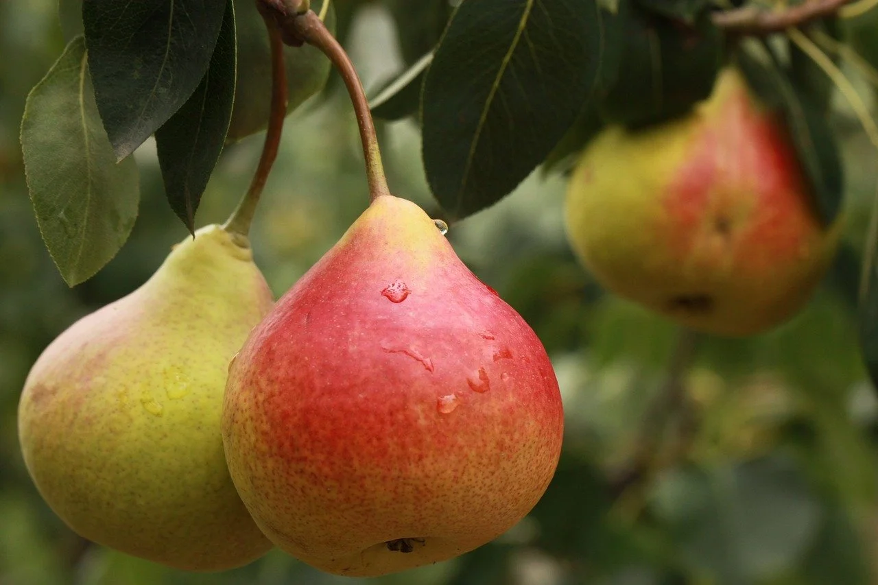 pear-2297977_1280.jpg