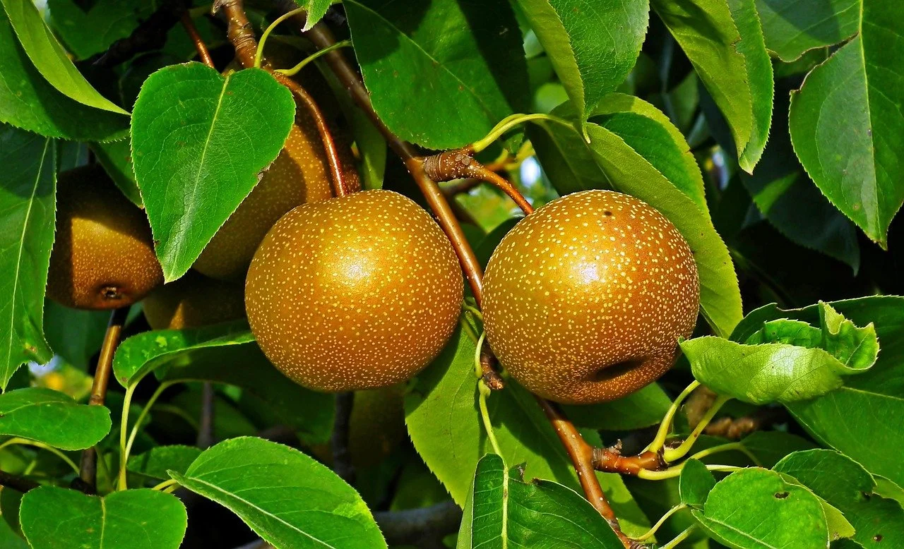 asian-pear-tree-4590572_1280-2.jpg