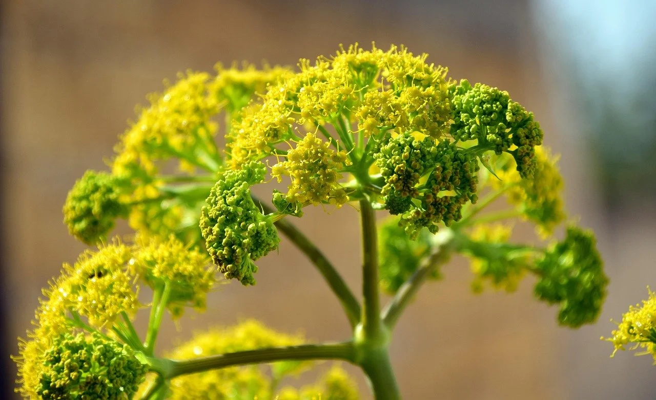 ulleo-fennel-2252443_1280.jpg