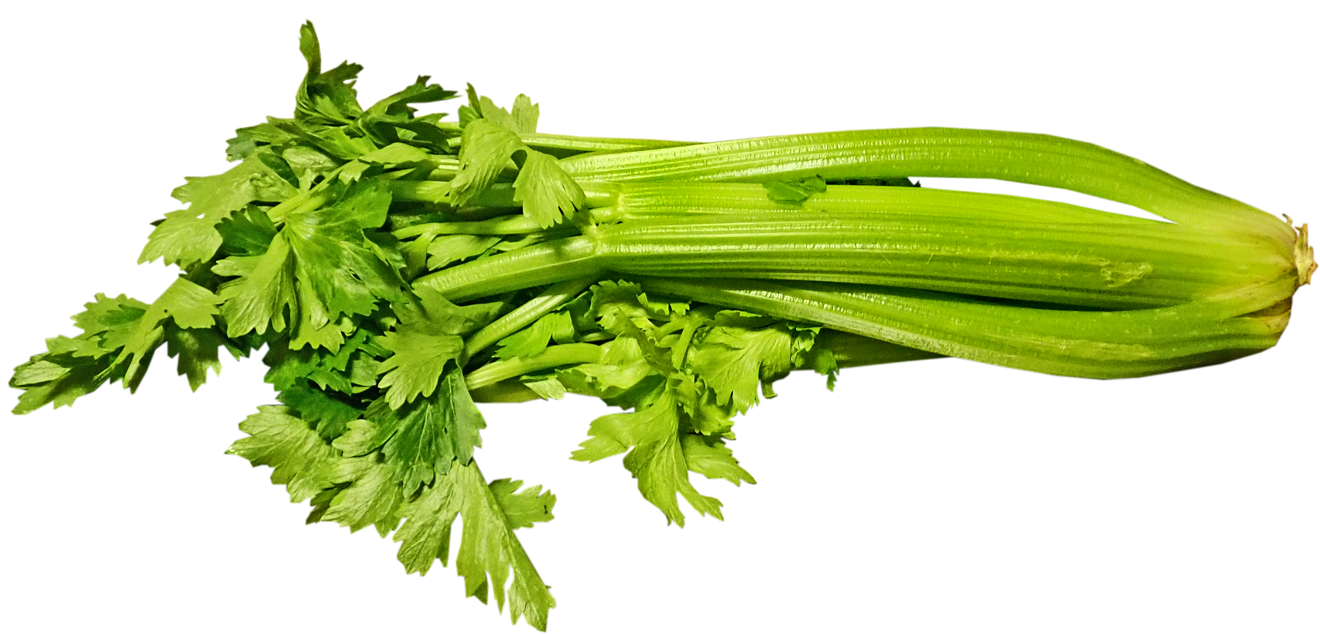 buntysmum-celery-5509677_1920.png