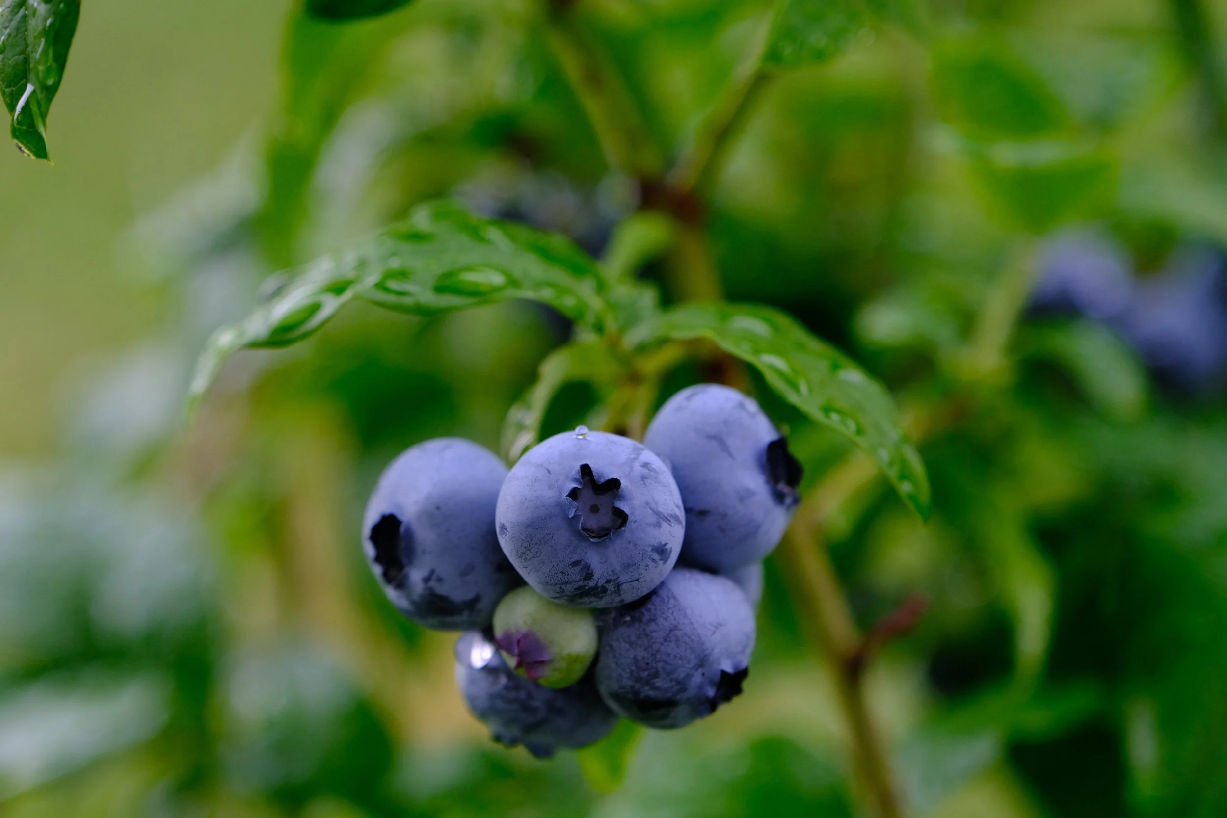 nil-foto-fruit-6541013.jpg