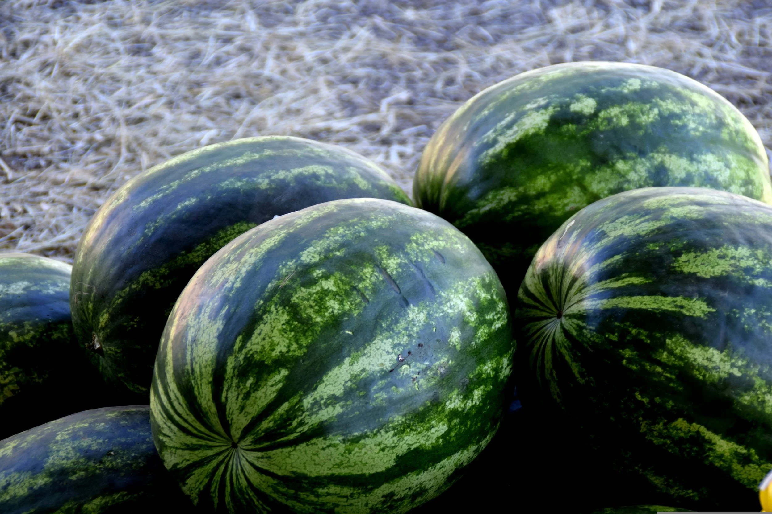 1662222-watermelon-1077677.jpg