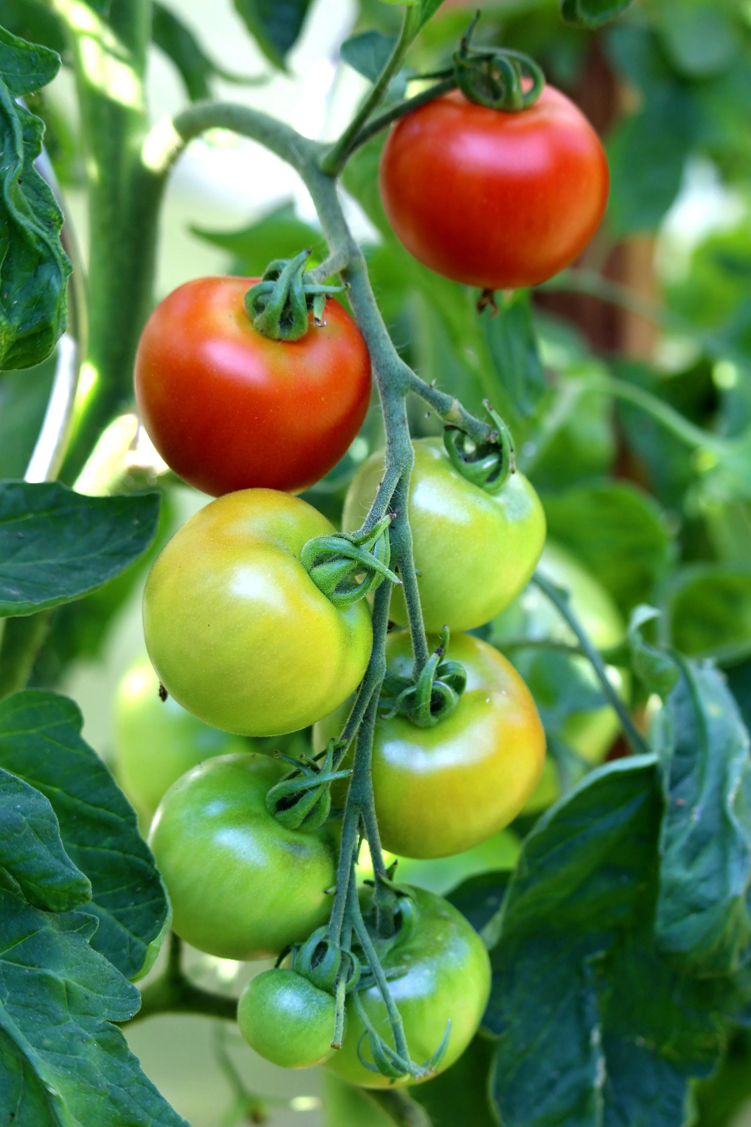 kriemer-tomatoes-6557067.jpg