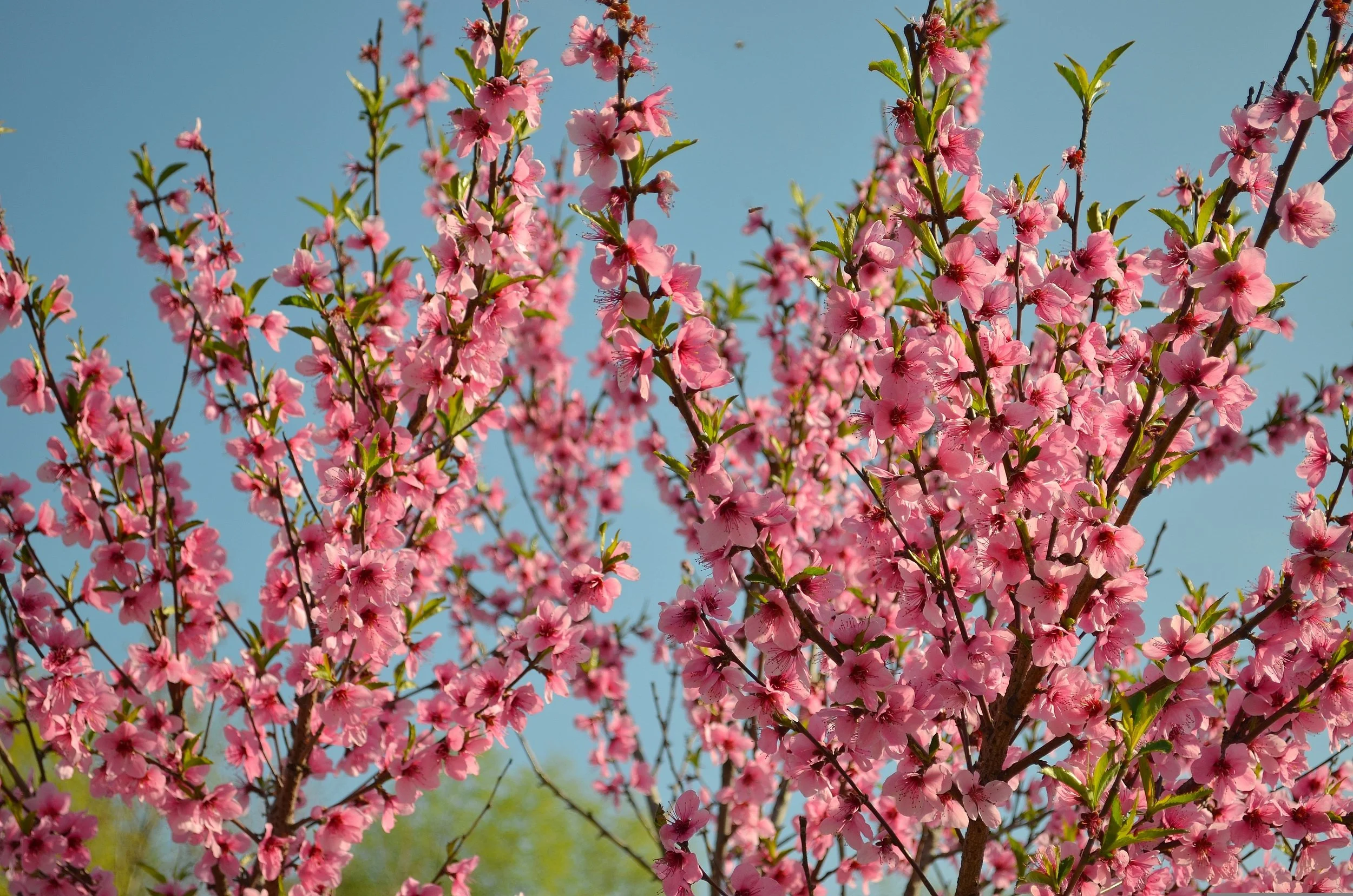rkvnk-bloom-1039912.jpg