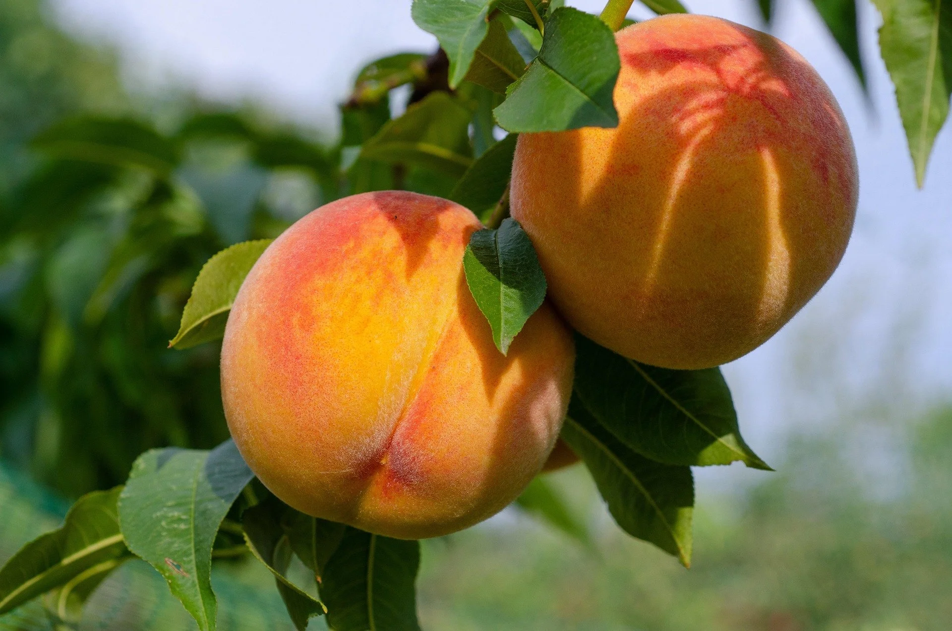 kathas_fotos-peaches-7395592_1920.jpg