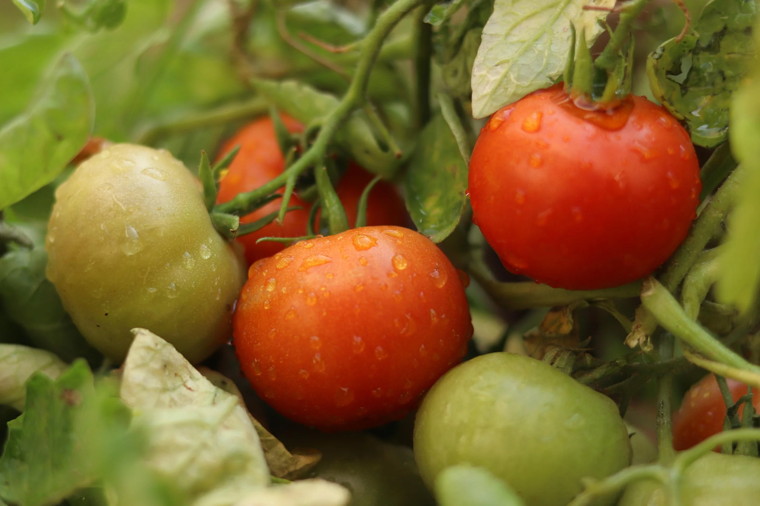 ishanmishra730-tomatoes-5528241.jpg