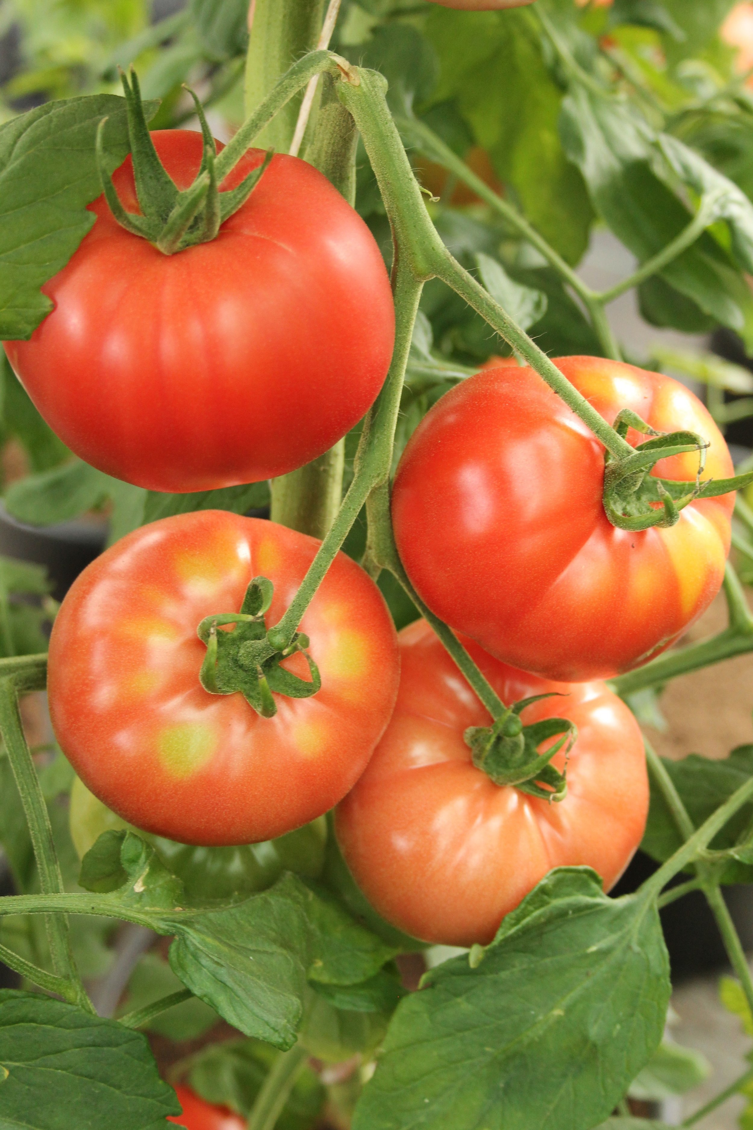 maikewilstermann-beef-tomato-4062505.jpg