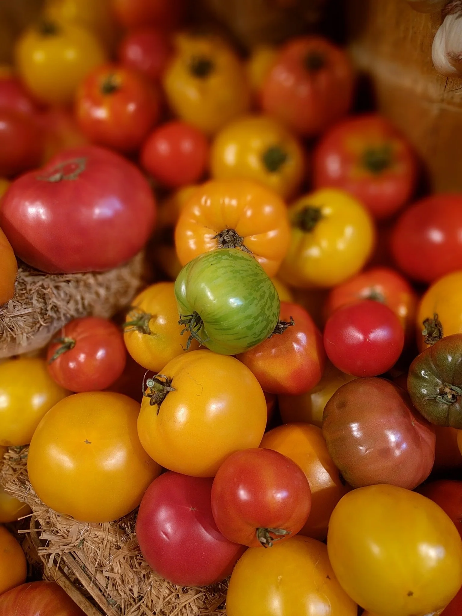 johnoghue-tomato-1672804.jpg
