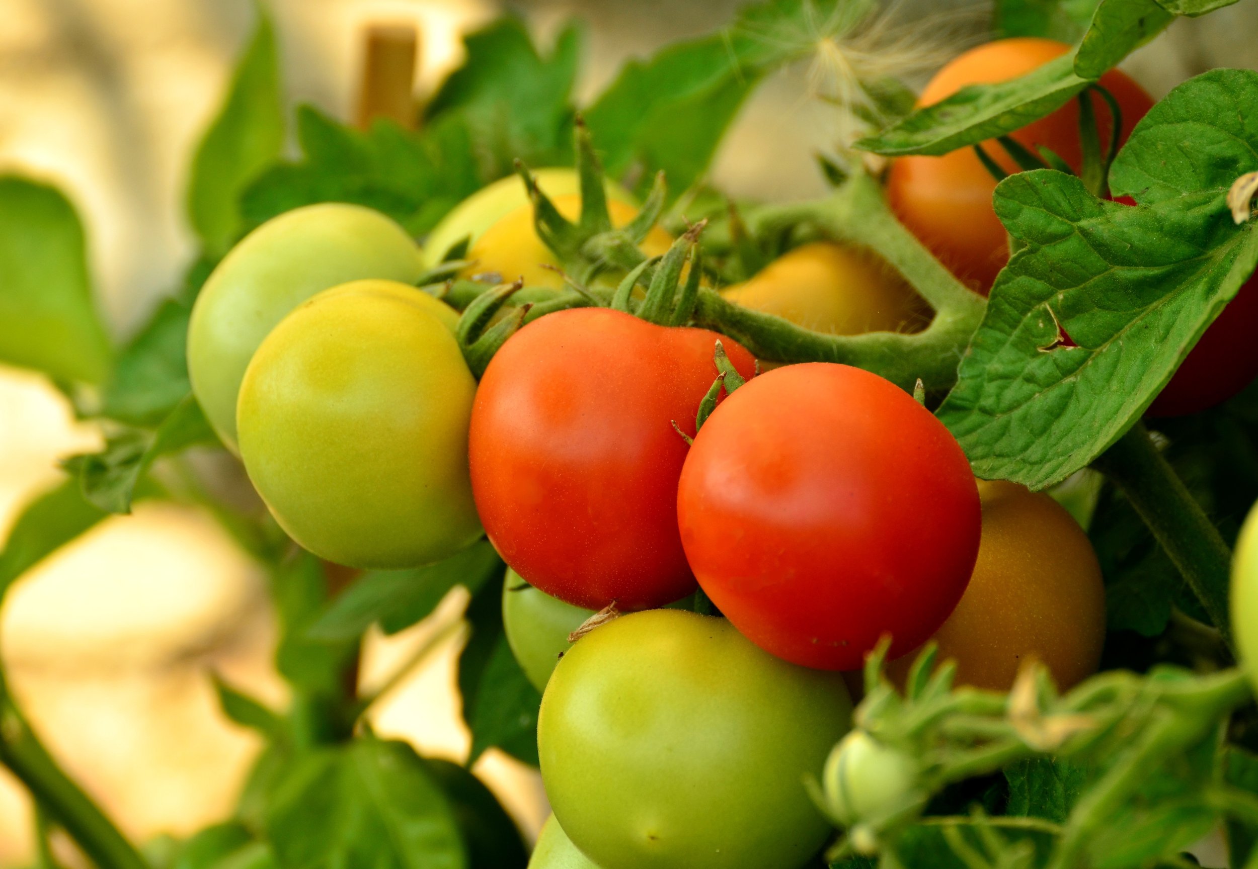congerdesign-tomatoes-879441.jpg