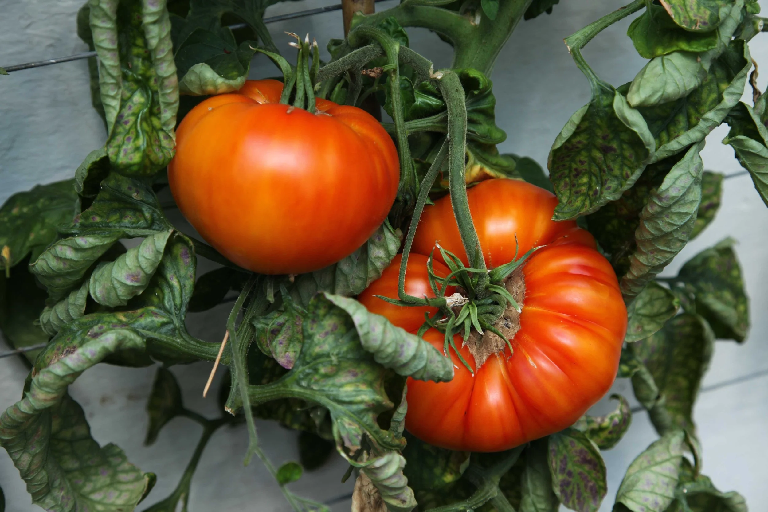 simong_mk-tomato-4943313.jpg