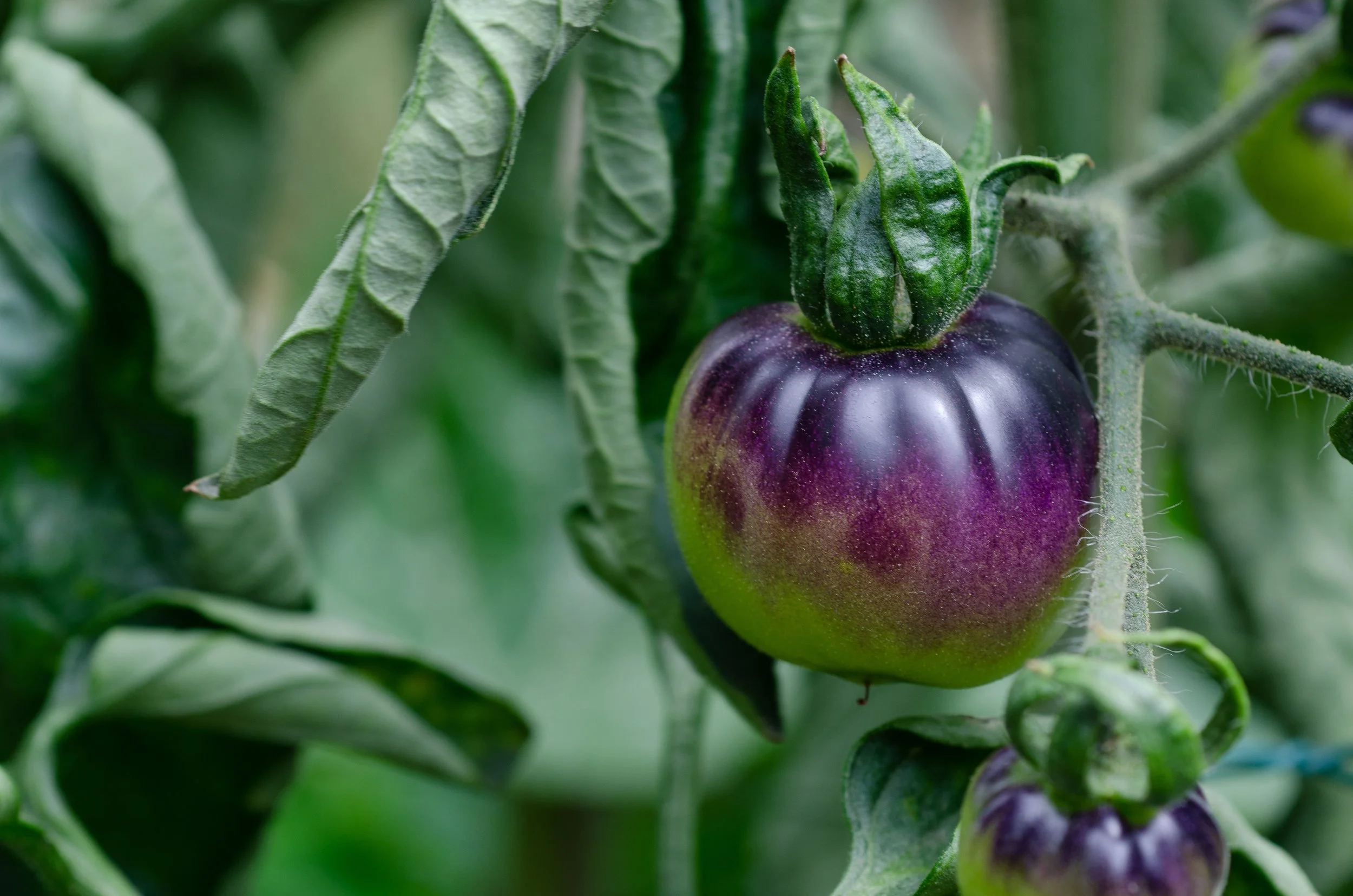 kathas_fotos-tomato-7434955.jpg
