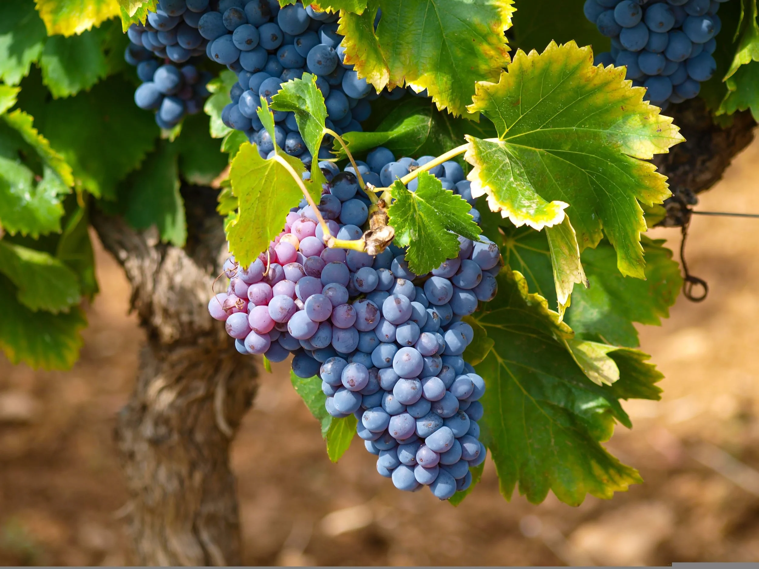 mbc-2016-vines-1747224.jpg