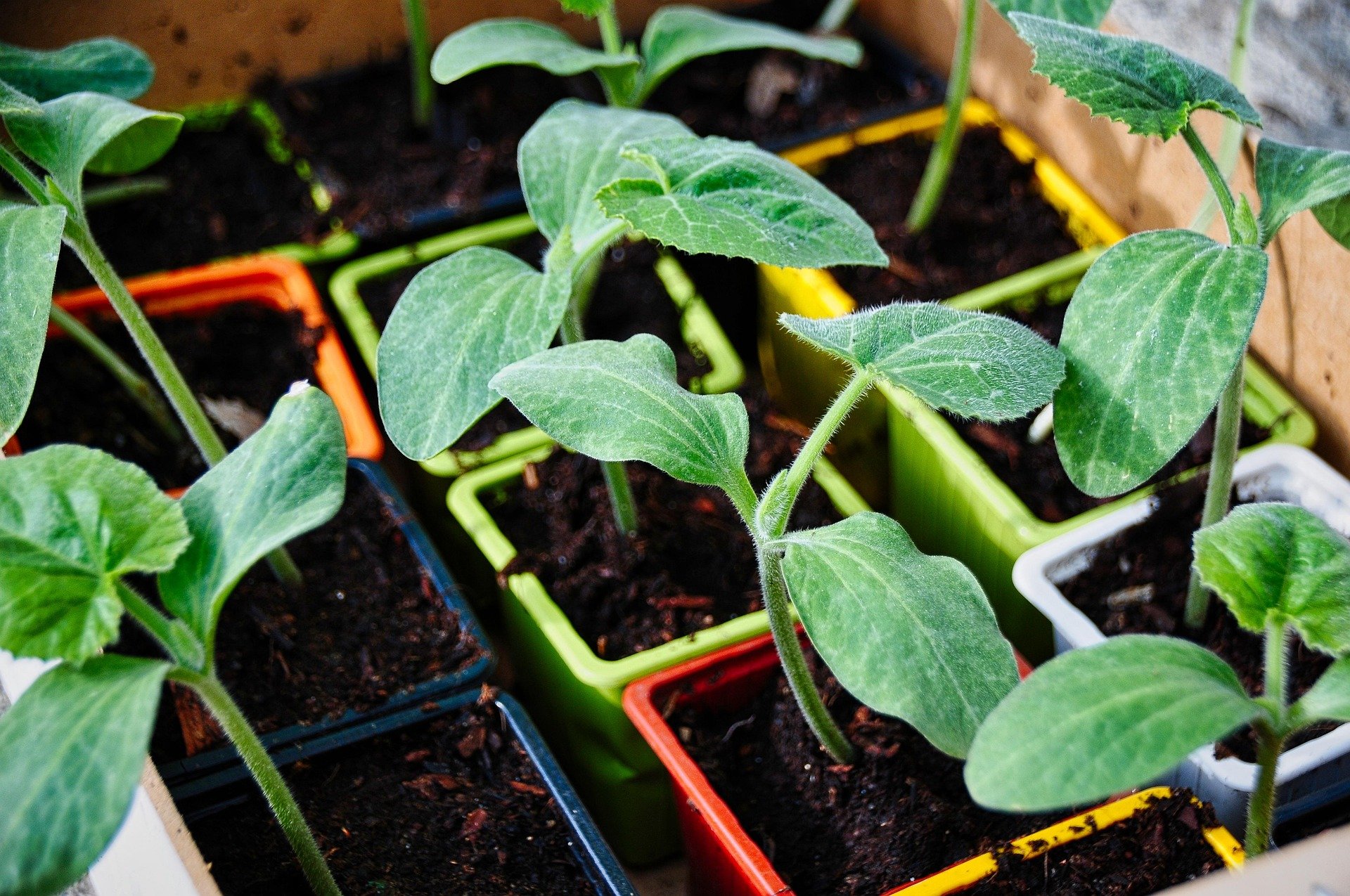 gregroose-vegetable-garden-5104380_1920.jpg