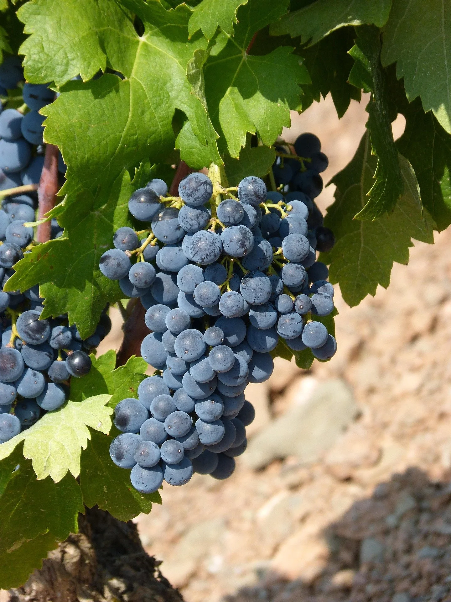makamuki0-vineyard-3629622_1920.jpg