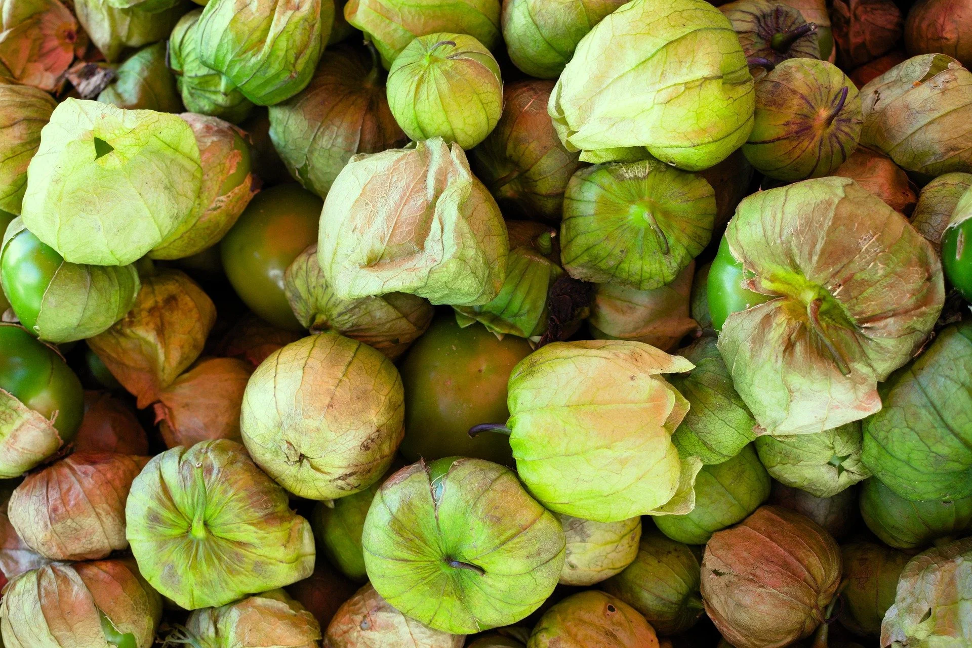 jorge_romero_ortiz-tomatillo-6839184_1920.jpg