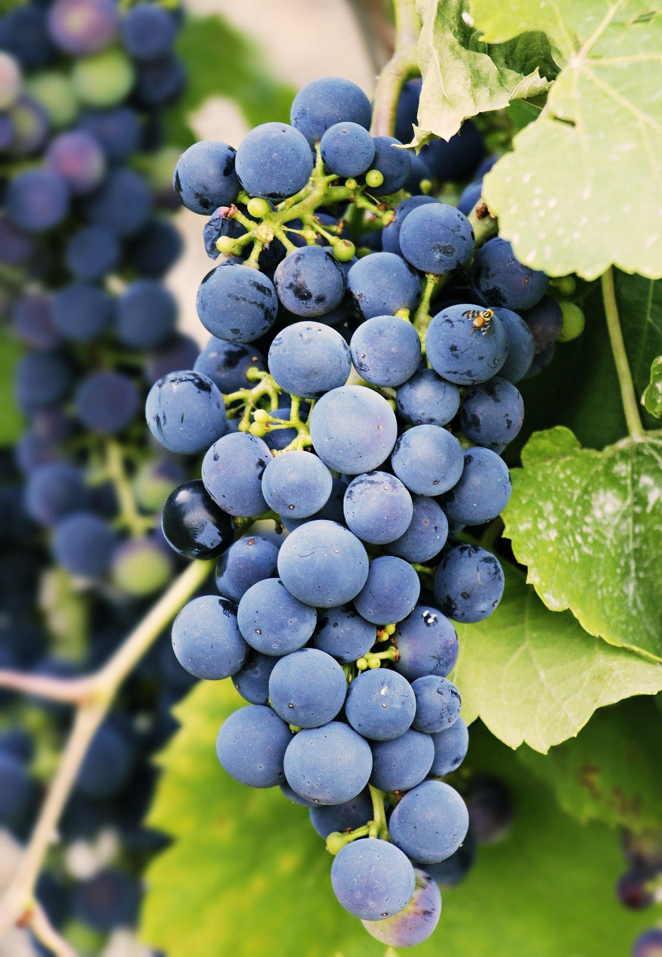 noname_13-grapes-3623694_1920.jpg