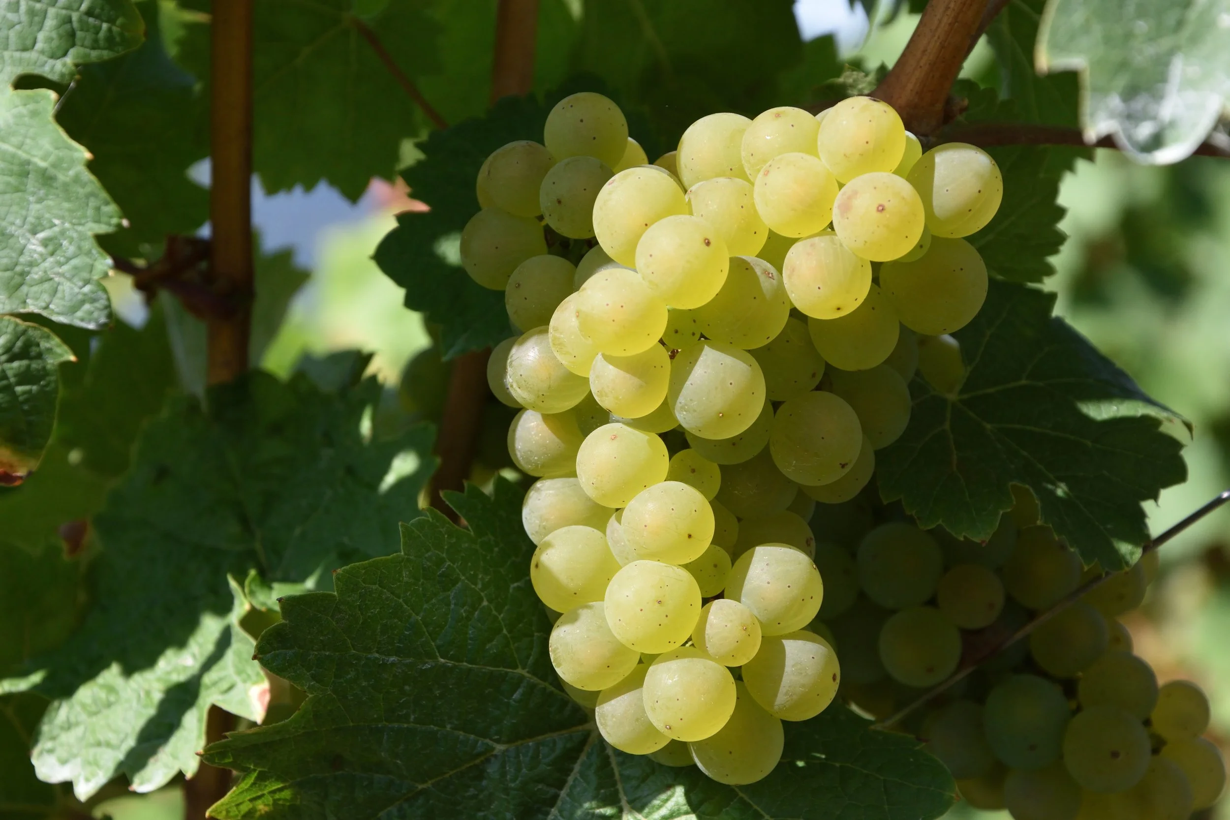 waldiwkl-grape-1688607.jpg
