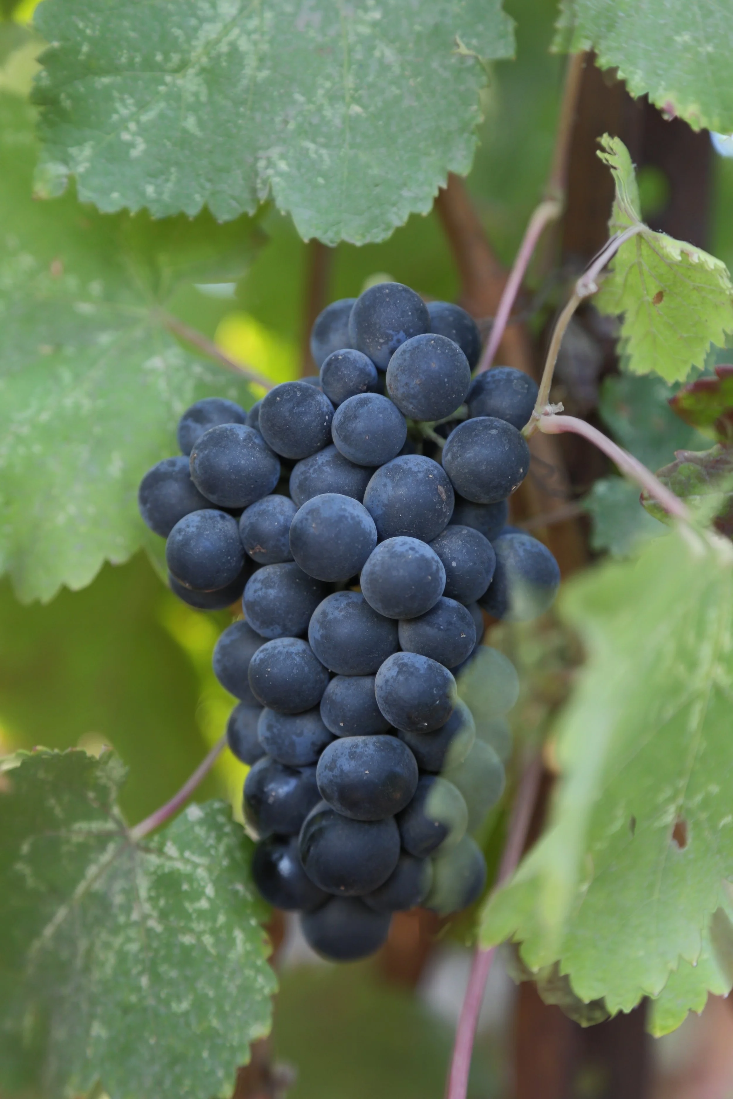 thewinemix0-grapes-921468.jpg