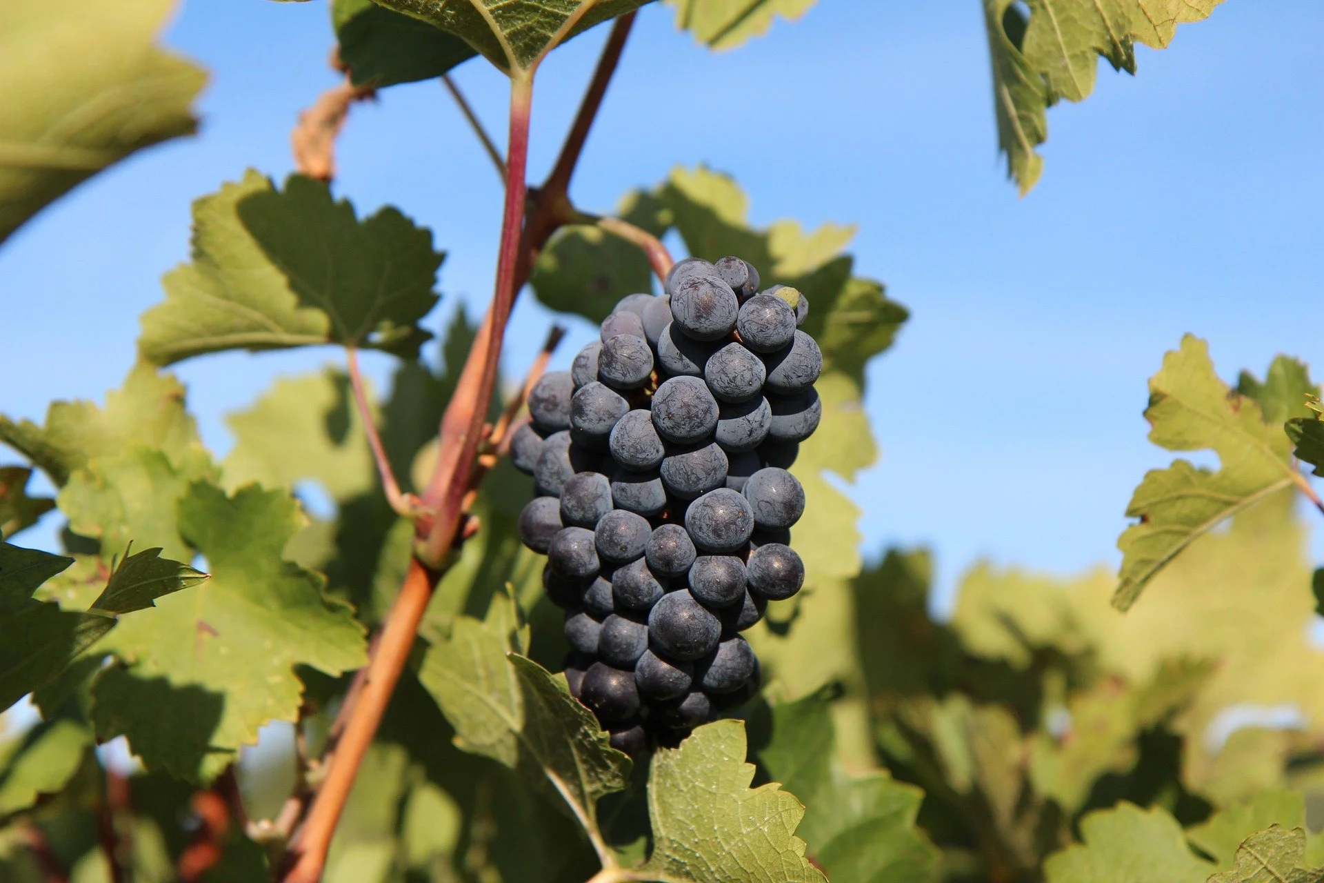 etienne-f59-grape-3716718_1920.jpg