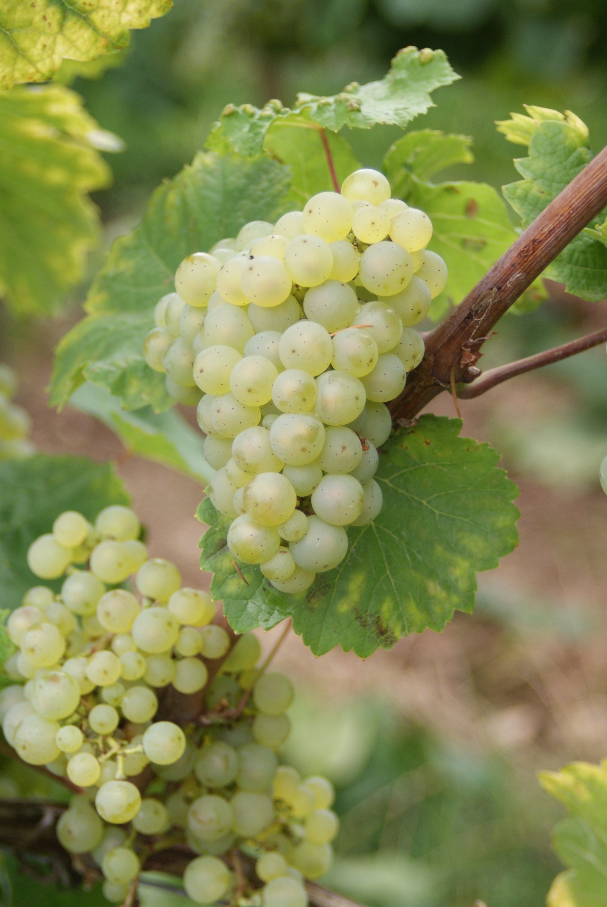 cliovin-wine-1213910.jpg