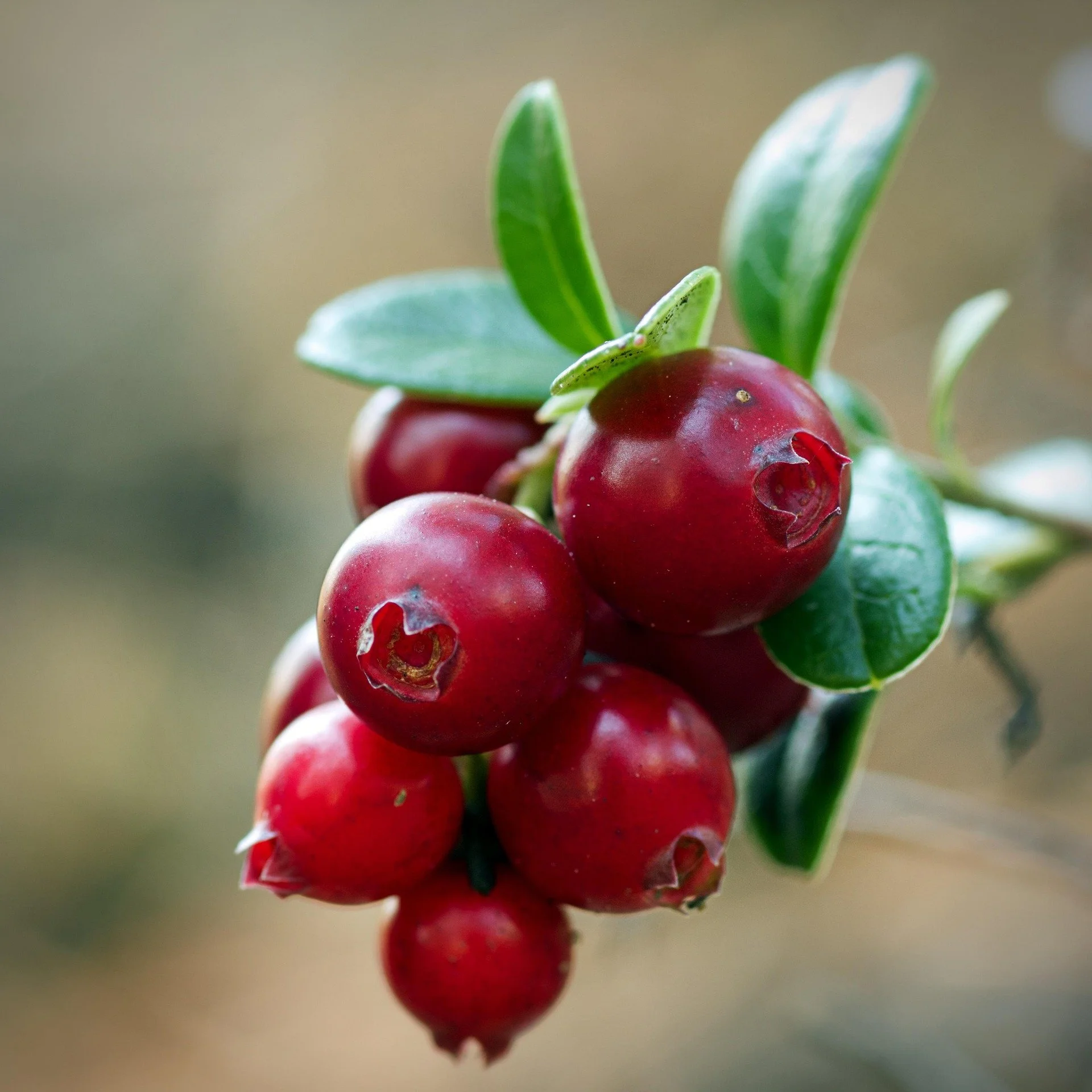 mirey2222-fruit-6953246_1920.jpg