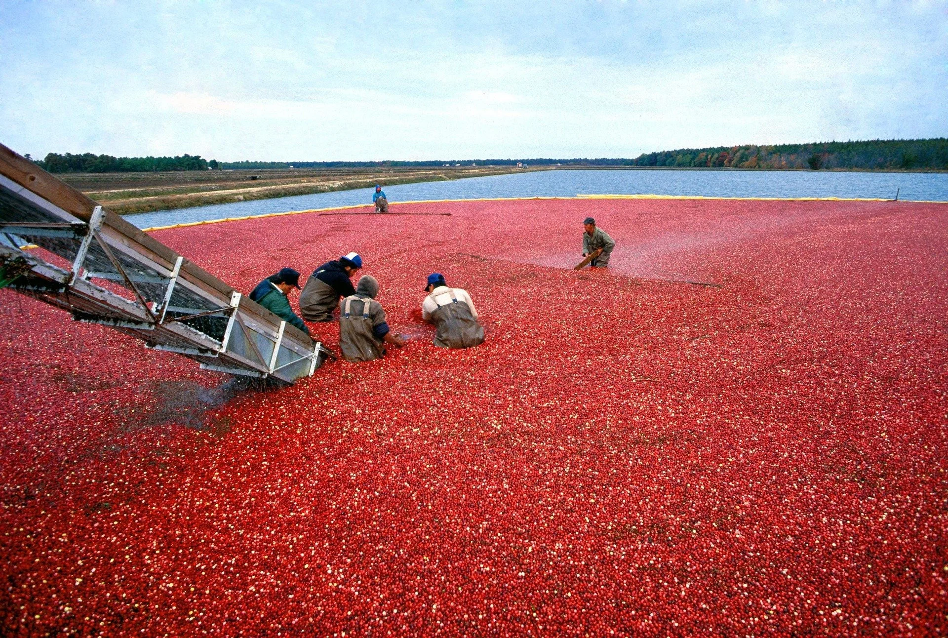 publicdomainimages-cranberry-387284_1920.jpg