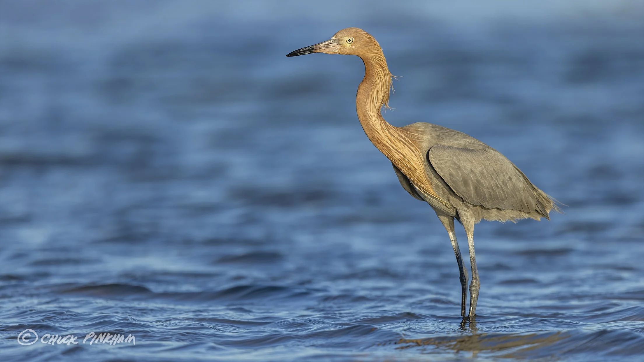 January 3, 2026. Reddish Egret in Fort De Soto Park, Florida.