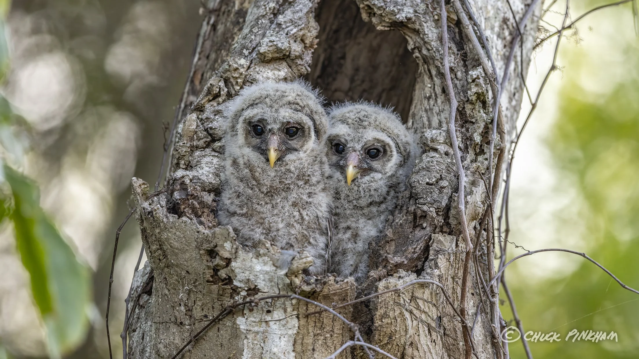 March 2026. Barred Owlets in Pinellas County, Florida.