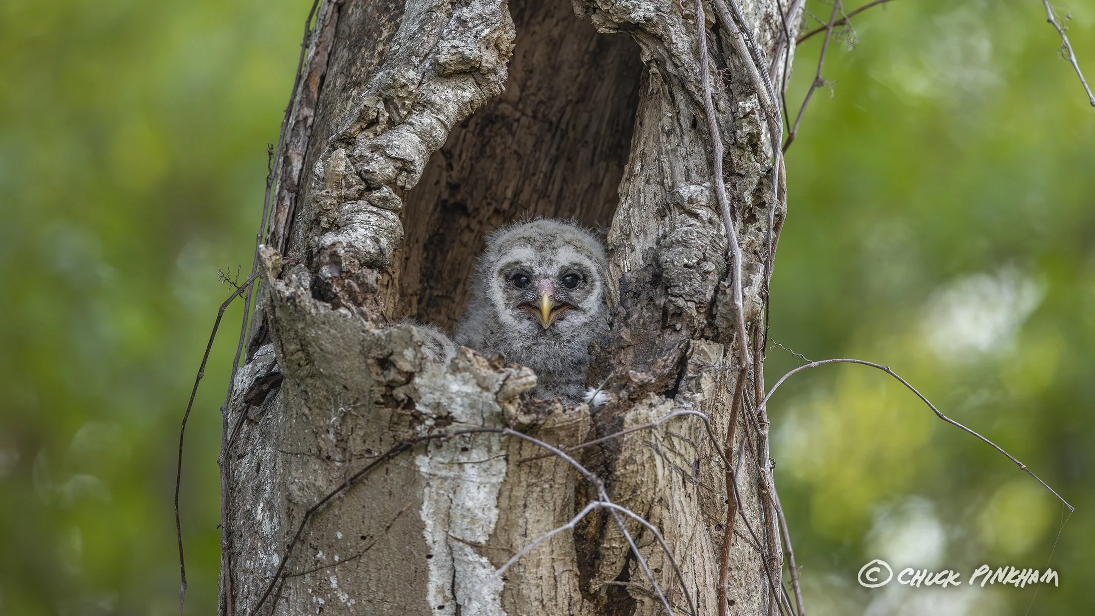 March 2026. Barred Owlet in Pinellas County, Florida.