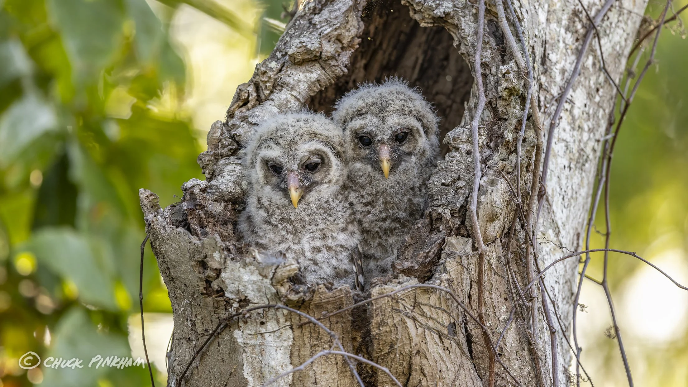 March 2026. Barred Owlets in Pinellas County, Florida.