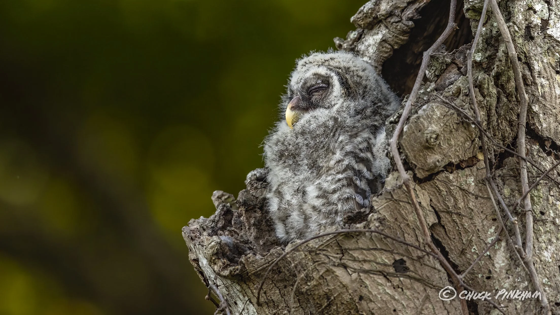 March 2026. Barred Owlet in Pinellas County, Florida.