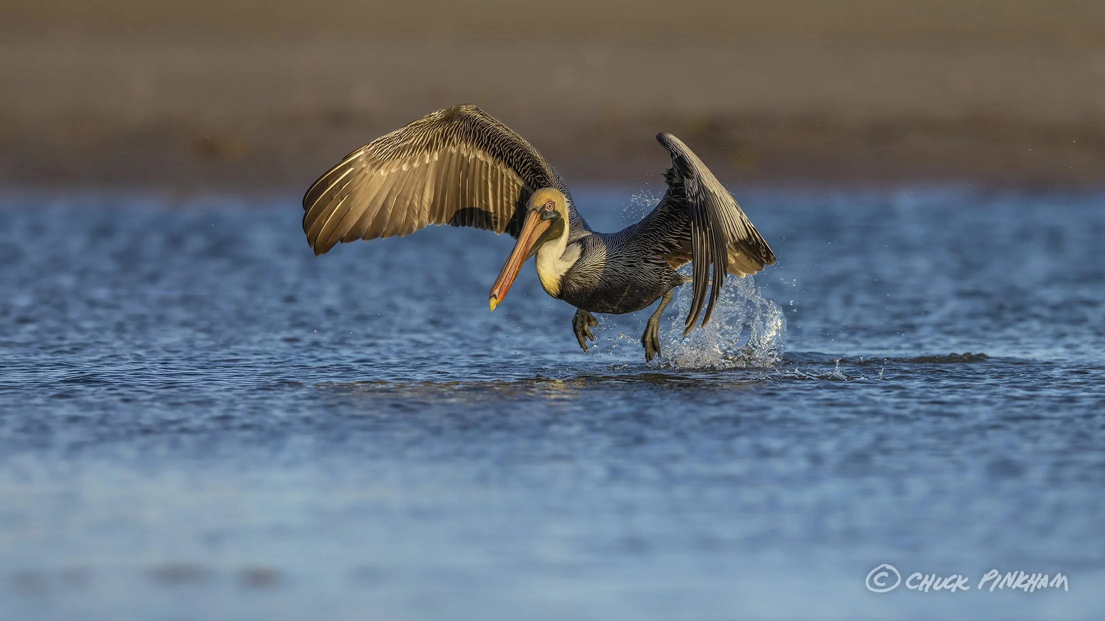 January 3, 2026. Brown Pelican in Fort De Soto Park, Florida.