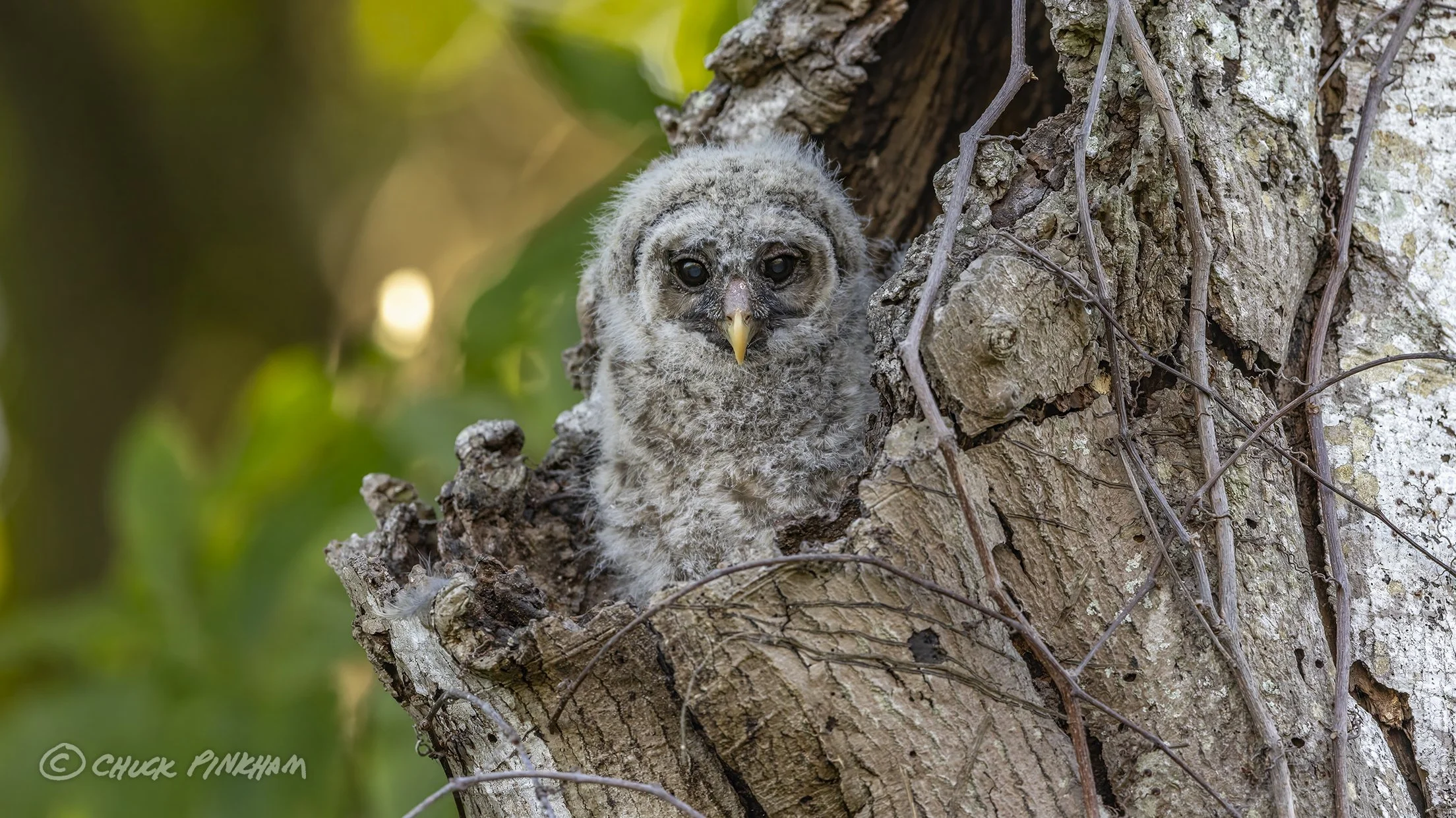 March 2026. Barred Owlet in Pinellas County, Florida.