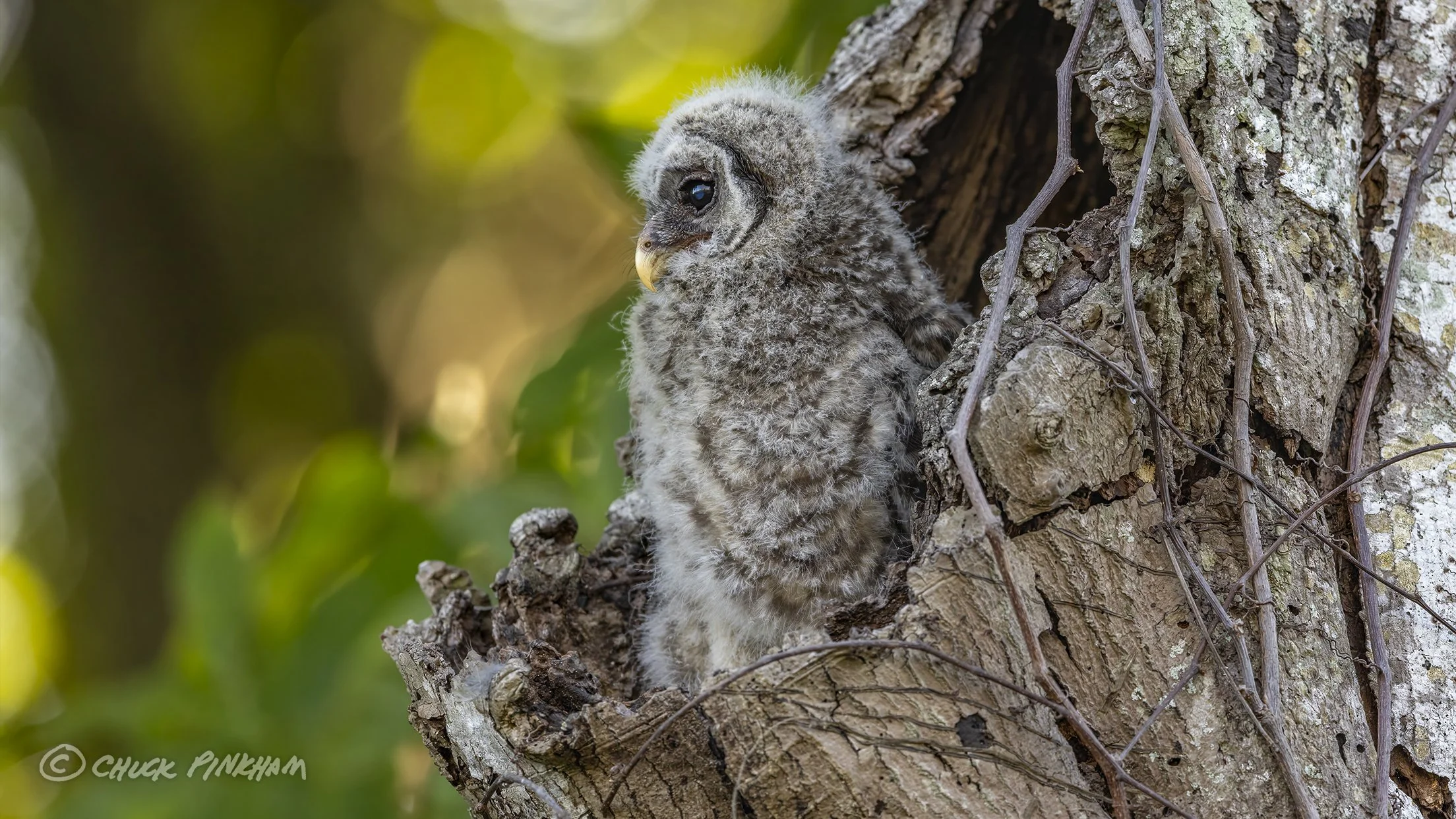 March 2026. Barred Owlet in Pinellas County, Florida.