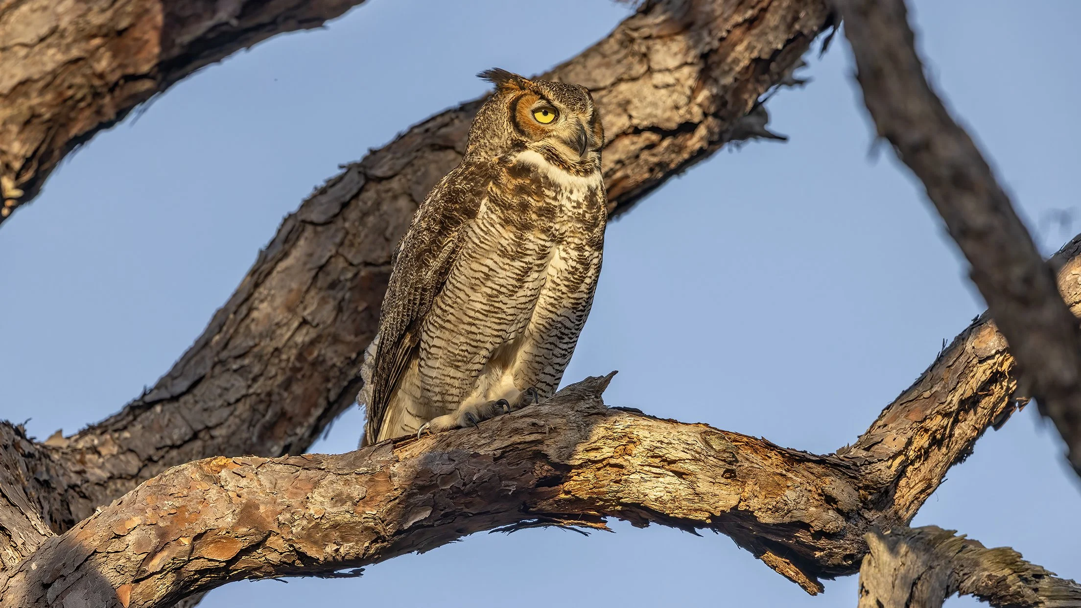 February 17, 2026. Great Horned Owl in Pinellas County, Florida.