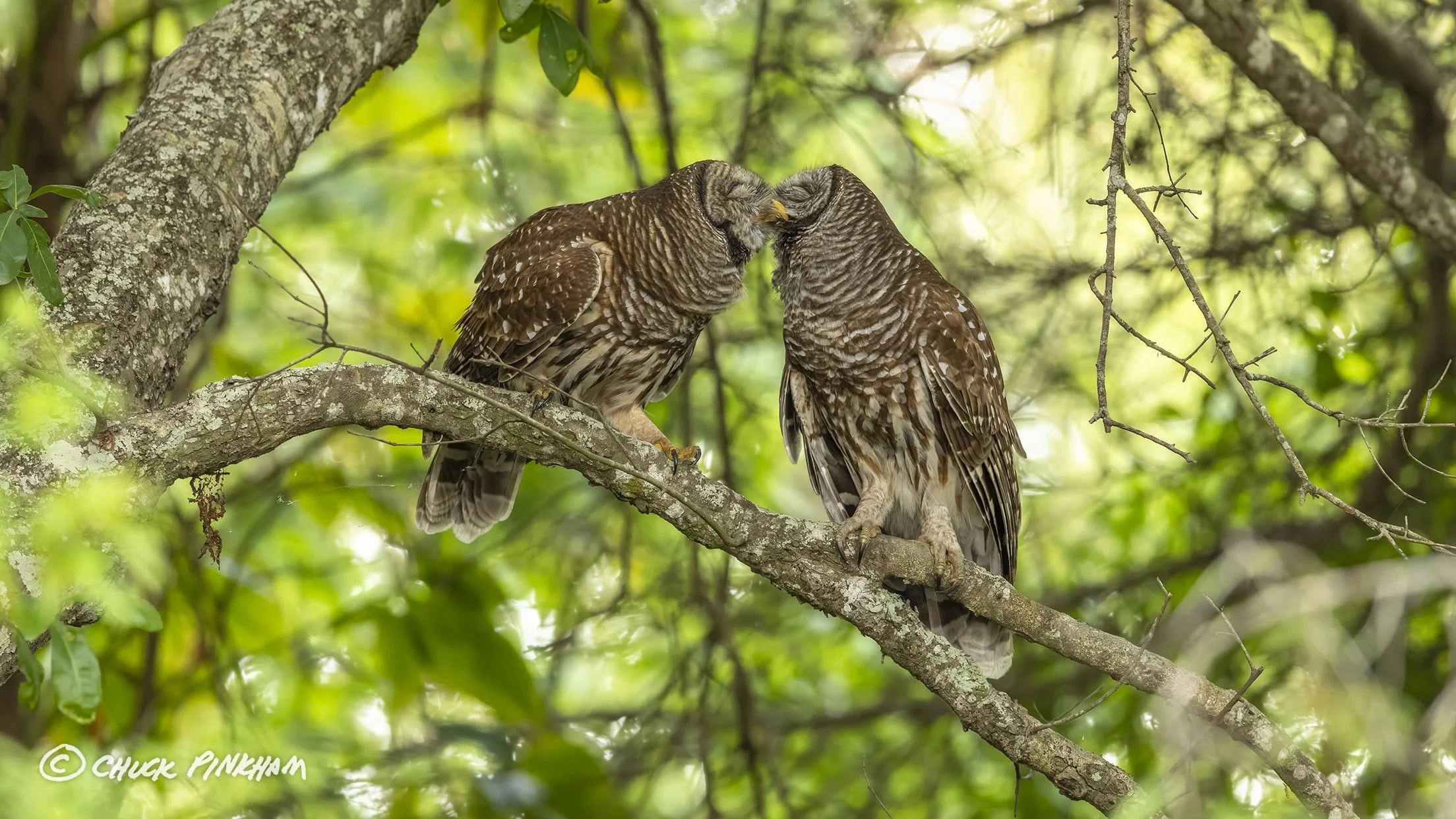 March 2026. Barred Owl pair in Pinellas County, Florida.