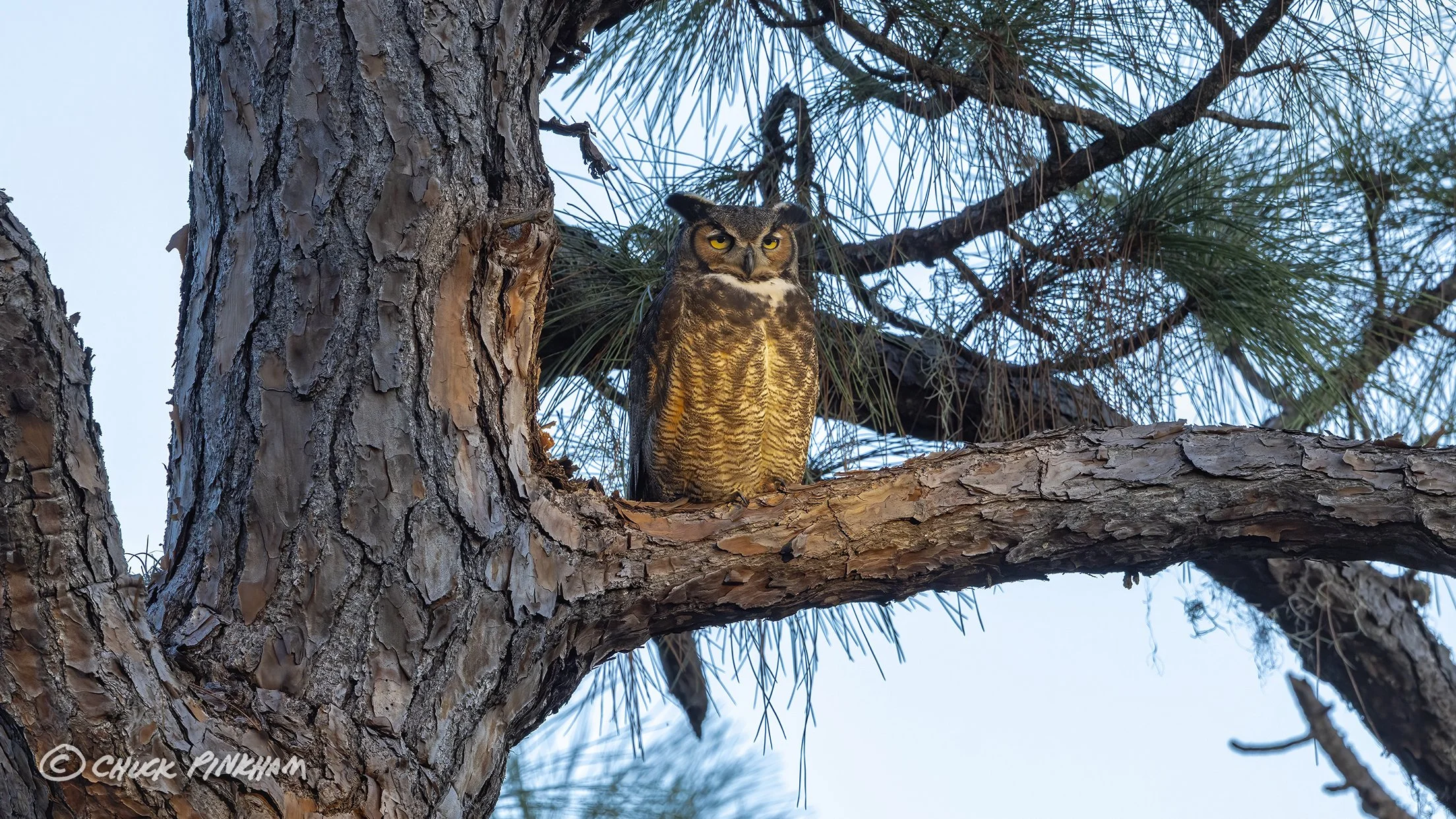 December 12, 2025. Great Horned Owl in Seminole, Florida.