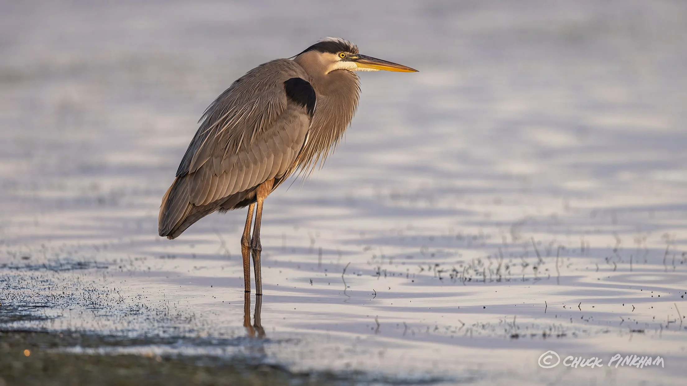 December 21, 2025. Great Blue Heron in Dunedin, Florida.