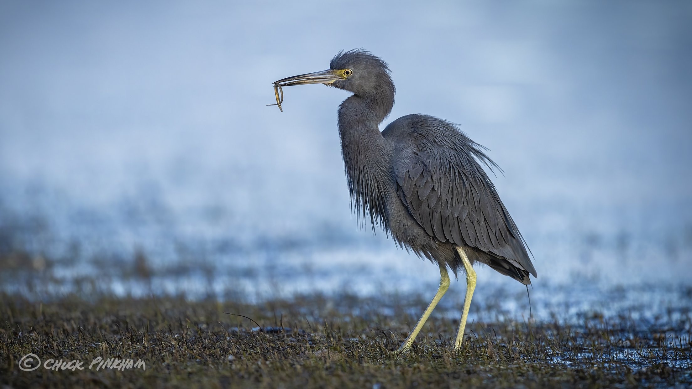 December 21, 2025. Little Blue Heron in Dunedin, Florida.