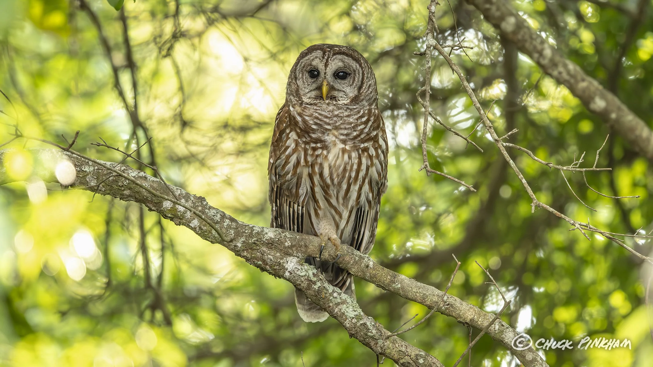 March 2026. Barred Owl in Pinellas County, Florida.