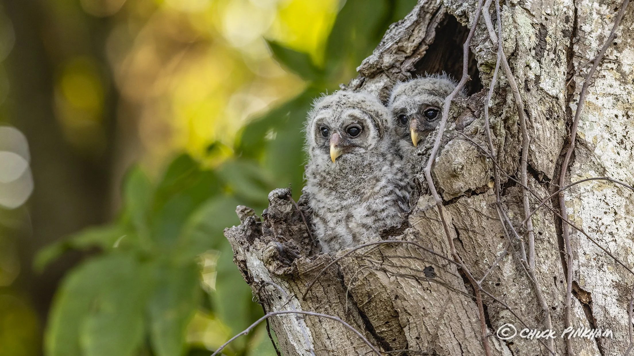 March 2026. Barred Owlets in Pinellas County, Florida.