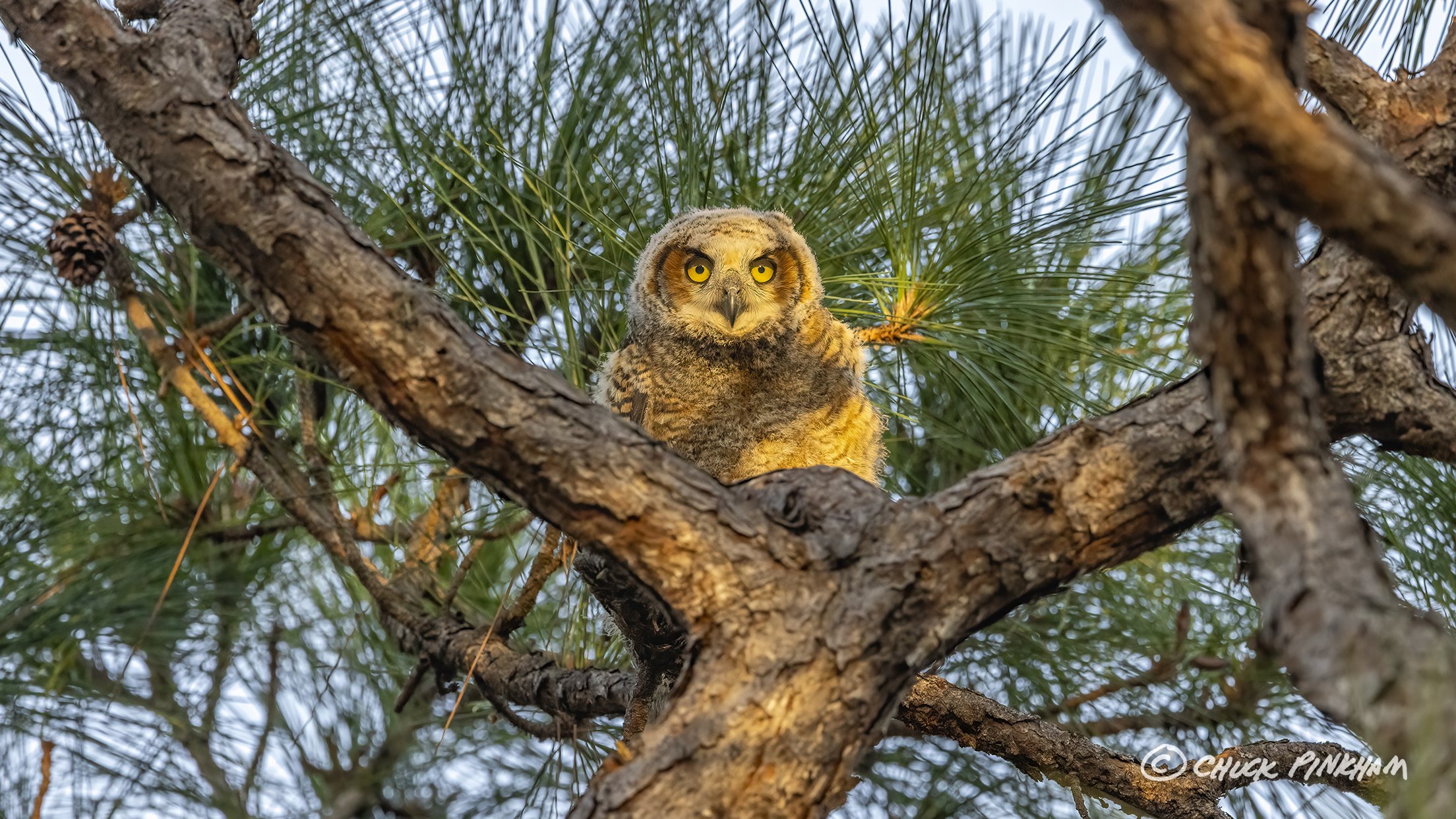 February 18, 2026. Great Horned Owlet in Pinellas County, Florida.